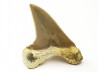 shark tooth Cretoxyrhina mantelli - Cenomanian (Texas)