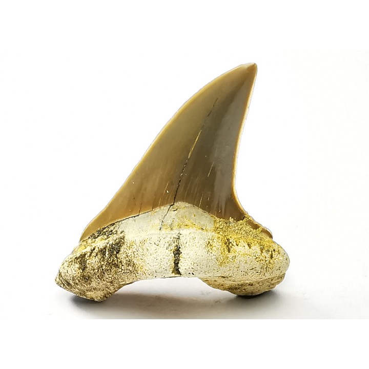 dent de requin Cretoxyrhina mantelli - Cénomanien (Texas)