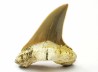 dent de requin Cretoxyrhina mantelli - Cénomanien (Texas)