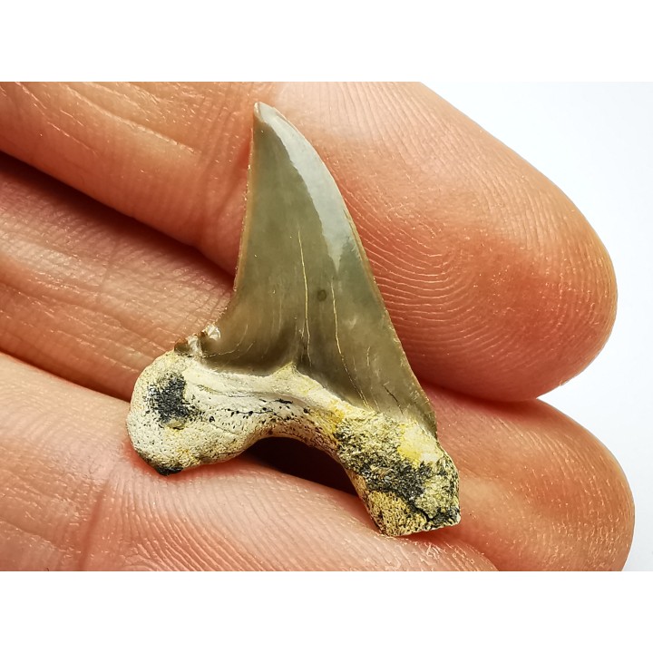 dent de requin Cretoxyrhina mantelli - Cénomanien (Texas)