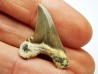 shark tooth Cretoxyrhina mantelli - Cenomanian (Texas)
