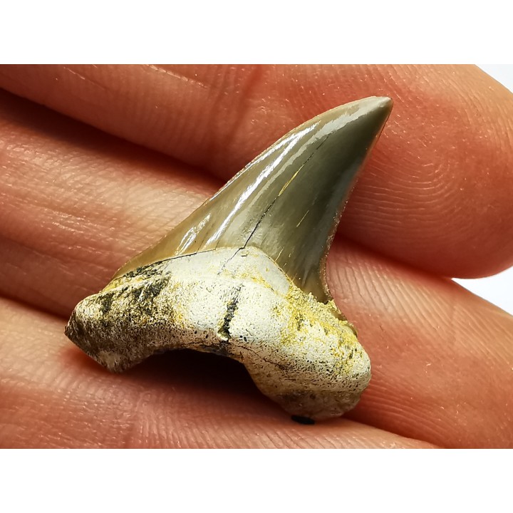 shark tooth Cretoxyrhina mantelli - Cenomanian (Texas)