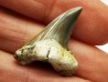 dent de requin Cretoxyrhina mantelli - Cénomanien (Texas)