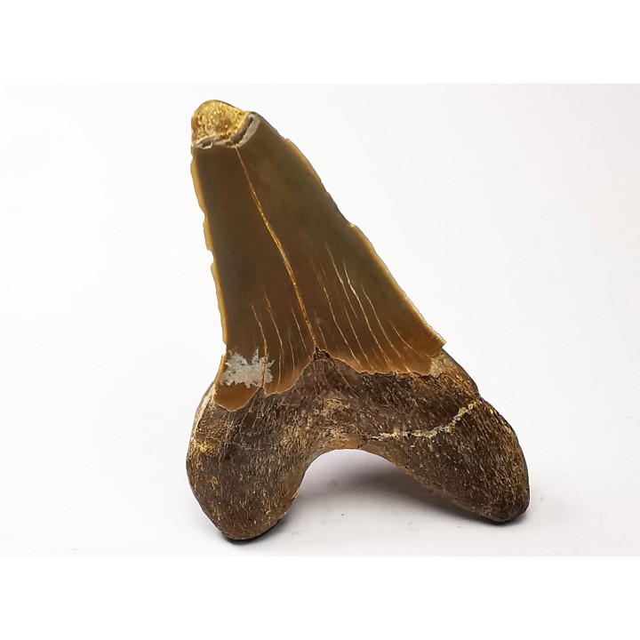 shark tooth Cretoxyrhina mantelli - Cenomanian (Texas)