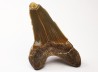 dent de requin Cretoxyrhina mantelli - Cénomanien (Texas)