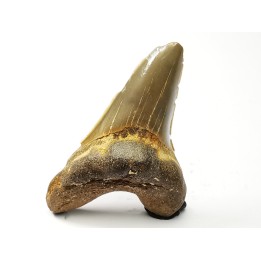 dent de requin Cretoxyrhina mantelli - Cénomanien (Texas)