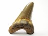 shark tooth Cretoxyrhina mantelli - Cenomanian (Texas)