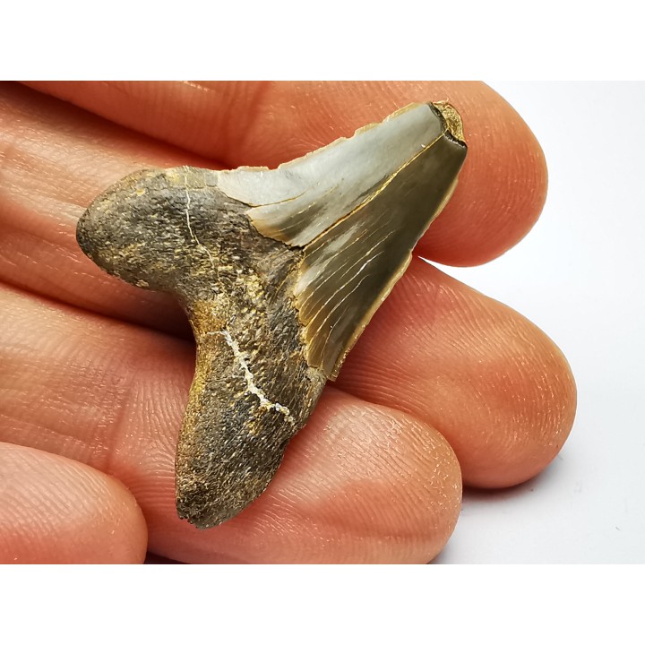 shark tooth Cretoxyrhina mantelli - Cenomanian (Texas)