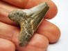 shark tooth Cretoxyrhina mantelli - Cenomanian (Texas)