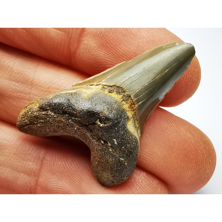 shark tooth Cretoxyrhina mantelli - Cenomanian (Texas)