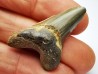 dent de requin Cretoxyrhina mantelli - Cénomanien (Texas)