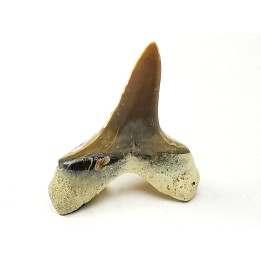 shark tooth Cretoxyrhina mantelli - Cenomanian (Texas)