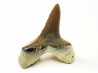 dent de requin Cretoxyrhina mantelli - Cénomanien (Texas)