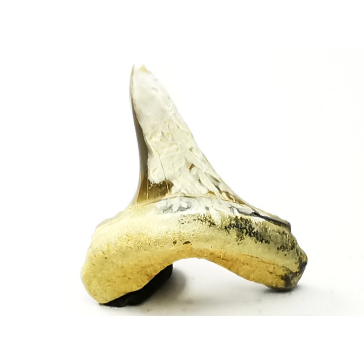 dent de requin Cretoxyrhina mantelli - Cénomanien (Texas)