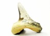 dent de requin Cretoxyrhina mantelli - Cénomanien (Texas)