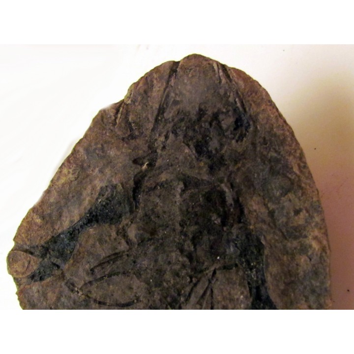 Barasaurus besairi (1)