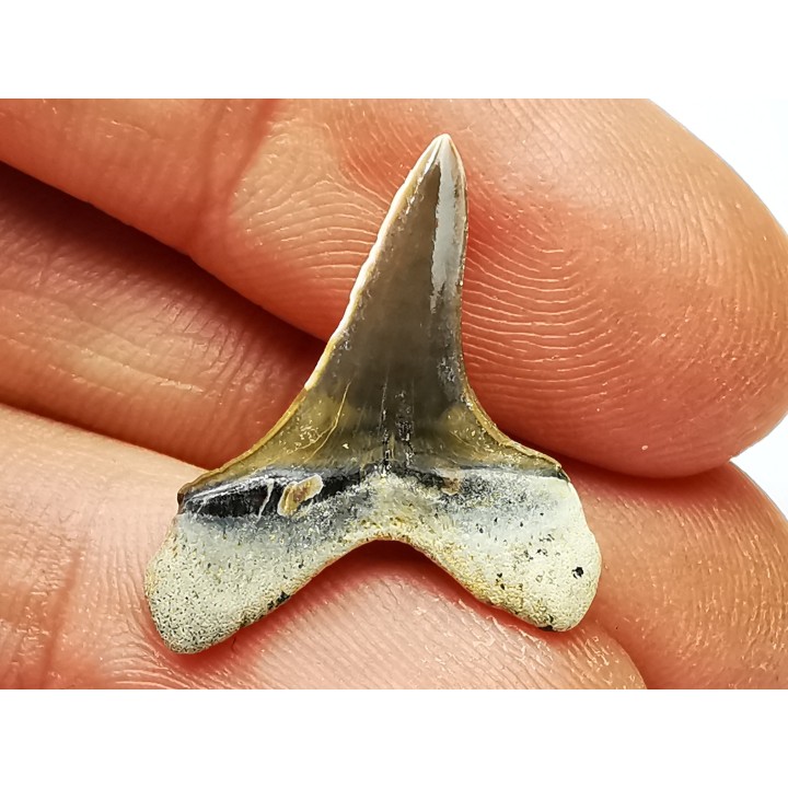 shark tooth Cretoxyrhina mantelli - Cenomanian (Texas)