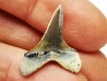 shark tooth Cretoxyrhina mantelli - Cenomanian (Texas)