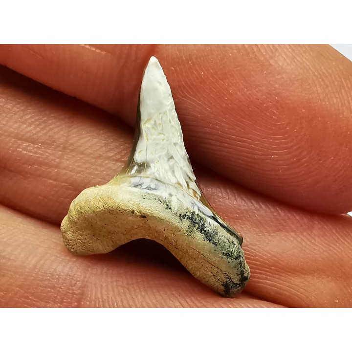 shark tooth Cretoxyrhina mantelli - Cenomanian (Texas)