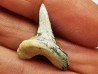 dent de requin Cretoxyrhina mantelli - Cénomanien (Texas)