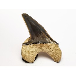 shark tooth Cretoxyrhina mantelli - Cenomanian (Texas)