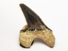 shark tooth Cretoxyrhina mantelli - Cenomanian (Texas)