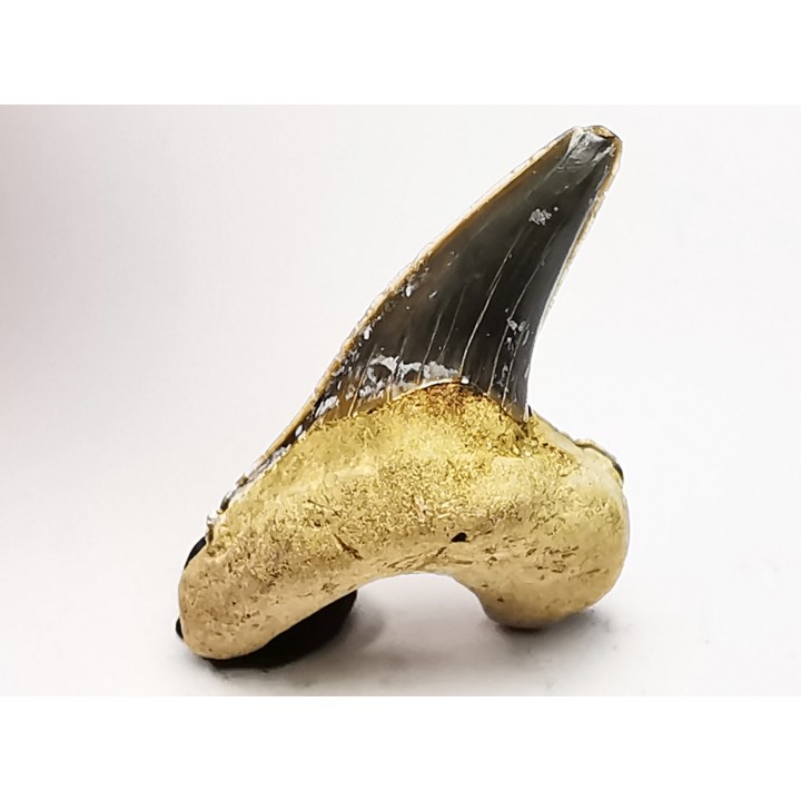 shark tooth Cretoxyrhina mantelli - Cenomanian (Texas)