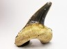 shark tooth Cretoxyrhina mantelli - Cenomanian (Texas)
