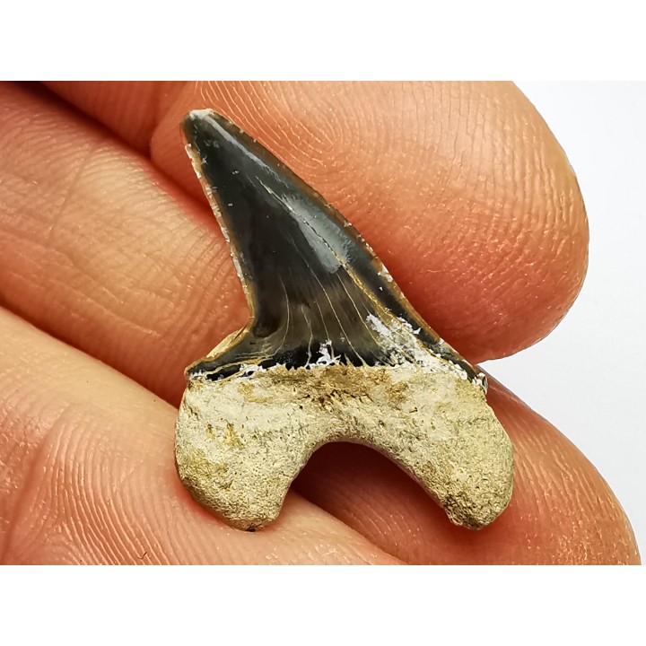 shark tooth Cretoxyrhina mantelli - Cenomanian (Texas)