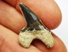 shark tooth Cretoxyrhina mantelli - Cenomanian (Texas)