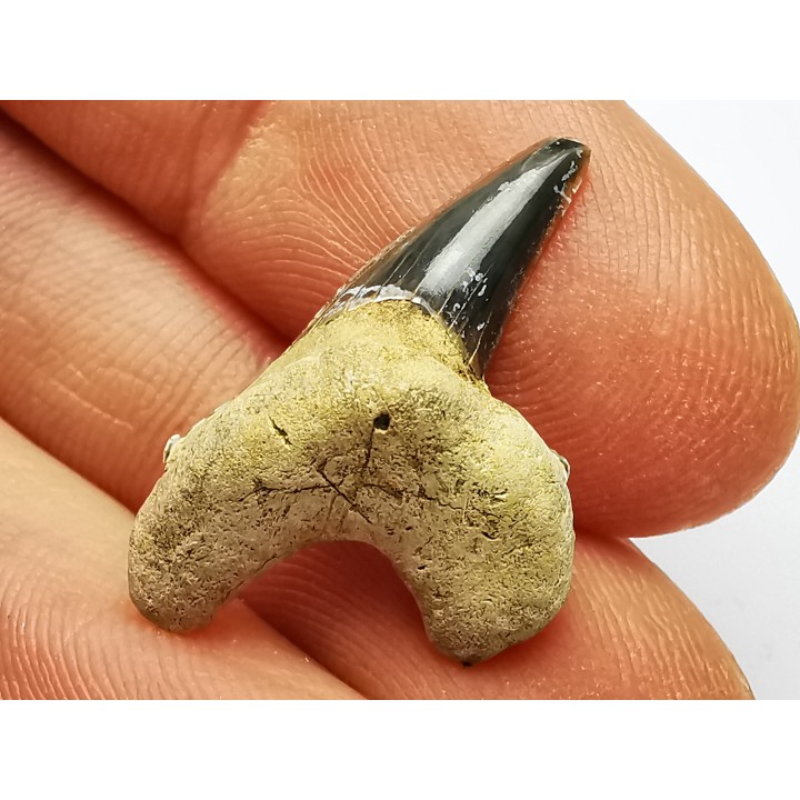 shark tooth Cretoxyrhina mantelli - Cenomanian (Texas)