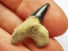 dent de requin Cretoxyrhina mantelli - Cénomanien (Texas)