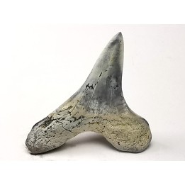 shark tooth Cretoxyrhina mantelli - Cenomanian (Texas)