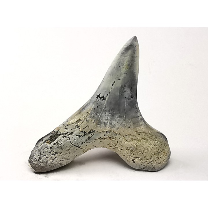 dent de requin Cretoxyrhina mantelli - Cénomanien (Texas)