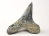 dent de requin Cretoxyrhina mantelli - Cénomanien (Texas)