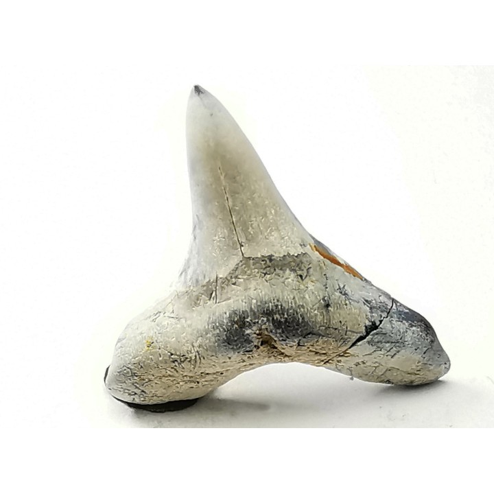shark tooth Cretoxyrhina mantelli - Cenomanian (Texas)
