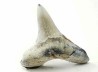 shark tooth Cretoxyrhina mantelli - Cenomanian (Texas)