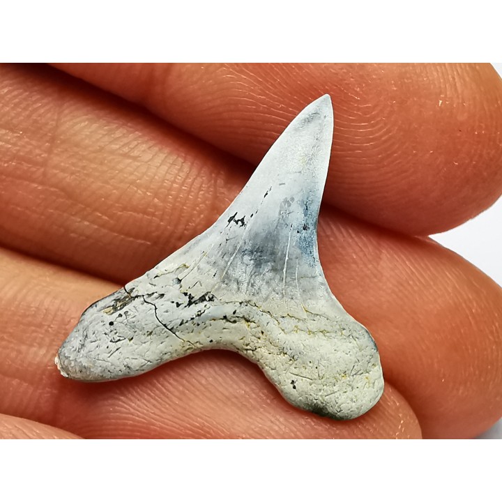 dent de requin Cretoxyrhina mantelli - Cénomanien (Texas)