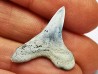 shark tooth Cretoxyrhina mantelli - Cenomanian (Texas)