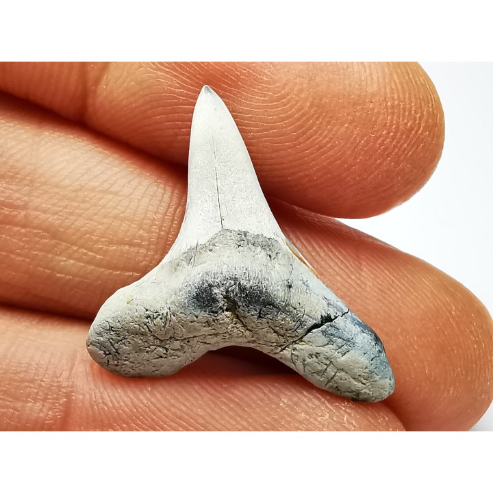 shark tooth Cretoxyrhina mantelli - Cenomanian (Texas)