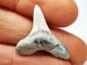 dent de requin Cretoxyrhina mantelli - Cénomanien (Texas)