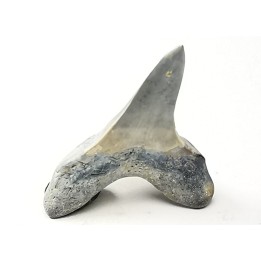 shark tooth Cretoxyrhina mantelli - Cenomanian (Texas)