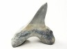 dent de requin Cretoxyrhina mantelli - Cénomanien (Texas)