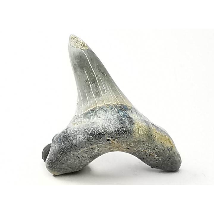 dent de requin Cretoxyrhina mantelli - Cénomanien (Texas)