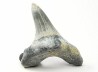 dent de requin Cretoxyrhina mantelli - Cénomanien (Texas)