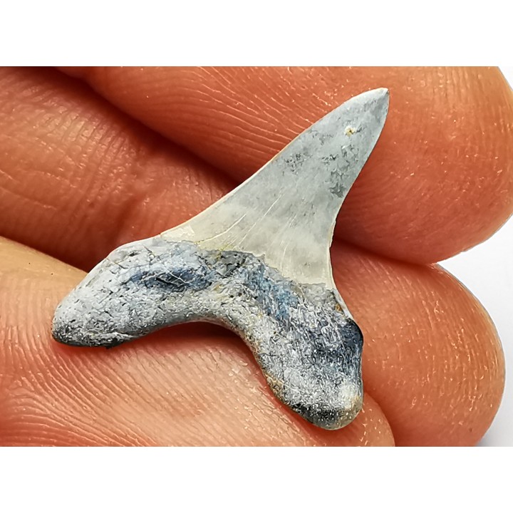 dent de requin Cretoxyrhina mantelli - Cénomanien (Texas)