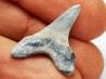 dent de requin Cretoxyrhina mantelli - Cénomanien (Texas)