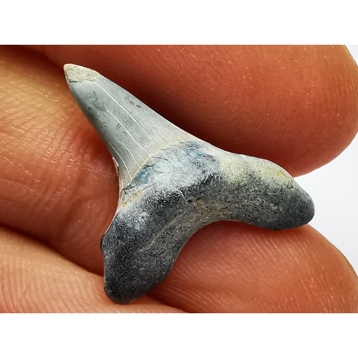 dent de requin Cretoxyrhina mantelli - Cénomanien (Texas)
