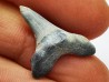 dent de requin Cretoxyrhina mantelli - Cénomanien (Texas)