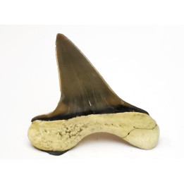 dent de requin Cretoxyrhina mantelli - Cénomanien (Texas)